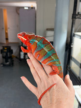 Load image into Gallery viewer, Healthy captive-bred male Ambilobe Panther Chameleon with striking red body and blue bars.
