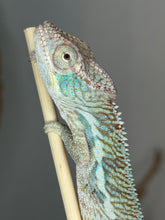 Load image into Gallery viewer, Healthy Ambilobe Panther Chameleon perched naturally in its enclosure.
