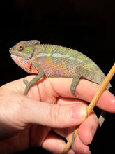 Load image into Gallery viewer, A close-up of a rainbow male panther chameleon perched on a person's hand, holding a thin dry twig against a dark background.
