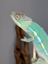 Load image into Gallery viewer, A close-up of a bright male panther green chameleon perched on a small branch against a smooth gray background.

