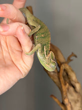 Load image into Gallery viewer, Captive-bred juvenile male veiled chameleon raised by FramsChams
