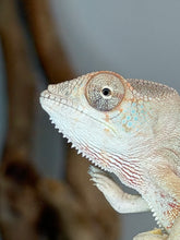Load image into Gallery viewer, Healthy captive-bred Ambilobe Panther Chameleon raised by FramsChams.
