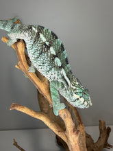 Load image into Gallery viewer, Captive bred juvenile panther chameleon from surprise clutch
