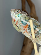 Load image into Gallery viewer, Close-up of a captive-bred young male Panther Chameleon with exceptional future color potential.
