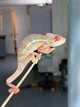 Load image into Gallery viewer, Captive-bred young male Panther Chameleon with outstanding color potential.
