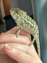 Load image into Gallery viewer, Healthy young male Panther Chameleon raised by FramsChams with outstanding future color potential.
