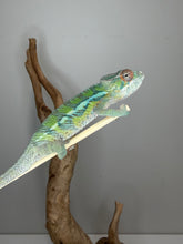 Load image into Gallery viewer, Captive-bred young male Panther Chameleon
