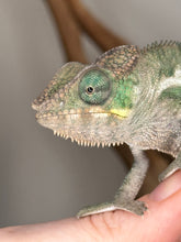 Load image into Gallery viewer, Exotic pet Ambanja Panther Chameleon with bright colors
