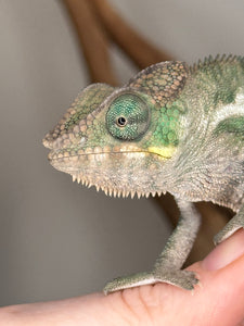 Exotic pet Ambanja Panther Chameleon with bright colors