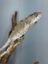 Load image into Gallery viewer, Young male Ambilobe Panther Chameleon with emerging colors
