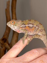 Load image into Gallery viewer, Colorful 3-month-old male Panther Chameleon with developing rainbow colors
