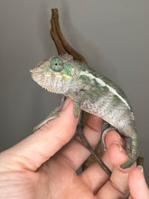 Load image into Gallery viewer, Ambanja Panther Chameleon juvenile available at FramsChams
