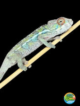 Load image into Gallery viewer, Colorful young male Ambilobe Panther Chameleon from Flash and Aslan bloodlines
