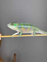 Load image into Gallery viewer, Juvenile Sambava Ambilobe chameleon gripping branch with bright scales
