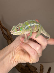Friendly hybrid Panther Chameleon resting with colorful markings