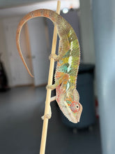 Load image into Gallery viewer, Colorful young male Ambilobe Panther Chameleon displaying vibrant blue and orange colors
