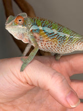 Load image into Gallery viewer, A close-up of a live chameleon perched on a human hand, showing its detailed green, blue, and orange textured skin.
