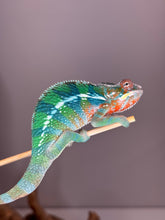 Load image into Gallery viewer, Juvenile Rainbow Skittles Panther Chameleon from Aslan x Flash pairing with vibrant multicolor pattern
