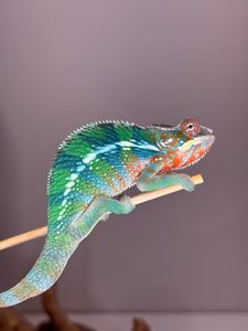 Juvenile Rainbow Skittles Panther Chameleon from Aslan x Flash pairing with vibrant multicolor pattern