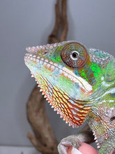 Load image into Gallery viewer, Young male Sambava x Ambilobe Panther Chameleon being gently handled
