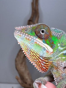 Young male Sambava x Ambilobe Panther Chameleon being gently handled
