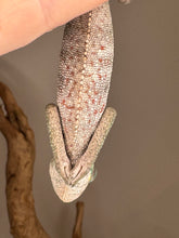 Load image into Gallery viewer, Healthy Ambanja Panther Chameleon showing unique red rain  markings on underside
