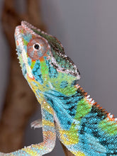 Load image into Gallery viewer, Colorful young Ambilobe Panther Chameleon with developing vibrant coloration

