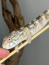 Load image into Gallery viewer, Ambilobe Panther Chameleon male with vibrant red coloration and additional colors beginning to emerge
