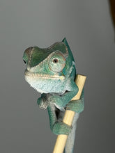 Load image into Gallery viewer, Colorful young male Panther Chameleon with developing teal, yellow and green tones

