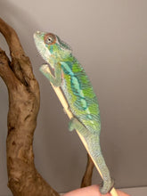 Load image into Gallery viewer, Colorful young male Panther Chameleon
