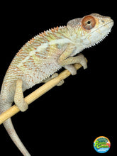 Load image into Gallery viewer, Young male Ambilobe Panther Chameleon displaying rich red and bright yellow coloration
