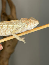 Load image into Gallery viewer, Close-up of a cute female Nosy Be Panther Chameleon showing her facial features and coloration
