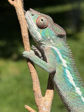 Load image into Gallery viewer, Gentle “cutie pie” juvenile Panther Chameleon from Flash Jr. x Aslan bloodline

