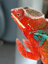 Load image into Gallery viewer, Male Ambilobe Panther Chameleon perched on a branch displaying deep red coloration and vivid blue bars.
