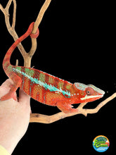 Load image into Gallery viewer, Male Ambilobe Panther Chameleon displaying deep red body coloration with bright blue bars from European bloodlines
