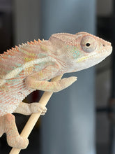 Load image into Gallery viewer, A close-up of a chameleon perched on a light-colored wooden stick, with a softly blurred gray background.
