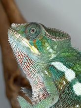 Load image into Gallery viewer, A close-up photograph of a vibrant green chameleon with red and white patterns on its neck and chest, perched against a soft-focus brown branch and light gray background.
