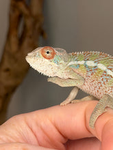 Load image into Gallery viewer, Developing red coloration on young male Ambilobe Panther Chameleon
