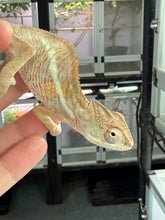 Load image into Gallery viewer, A close-up of a light chameleon being held by a human hand, with a reptile terrarium visible in the background.
