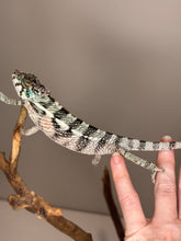 Load image into Gallery viewer, Spicy Meatball juvenile Red Panther Chameleon for sale, exact animal pictured

