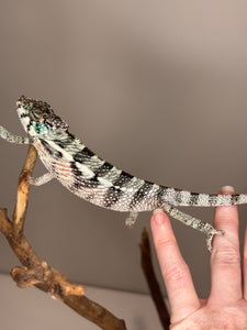 Spicy Meatball juvenile Red Panther Chameleon for sale, exact animal pictured