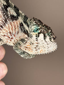 Close-up of Red Panther Chameleon’s head showing vibrant reds and personality