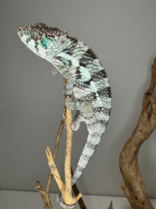 Side view of juvenile Red Panther Chameleon with rich red colors