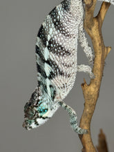 Load image into Gallery viewer, Red Panther Chameleon E18, bold and outgoing with top-quality bloodline

