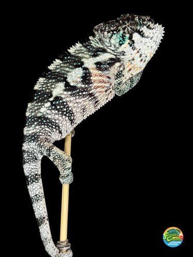 Juvenile male Red Panther Chameleon (Firestorm x Red Tide) showing bright red coloration