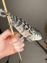Load image into Gallery viewer, Side view of juvenile Red Panther Chameleon with deepening red tones
