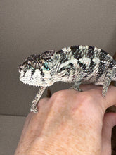 Load image into Gallery viewer, Healthy Red Panther Chameleon, bold and curious, Firestorm x Red Tide bloodline
