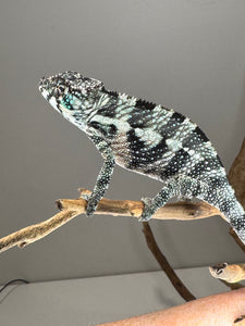 Juvenile male Red Panther Chameleon showing fiery personality and bright red coloration
