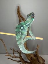 Load image into Gallery viewer, Early color development on younger juvenile Ambilobe panther chameleon
