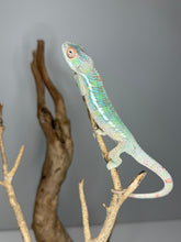 Load image into Gallery viewer, Juvenile male Panther Chameleon with relaxed temperament and subtle coloration

